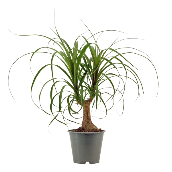 <h4>Beaucarnea recht 12 cm</h4>