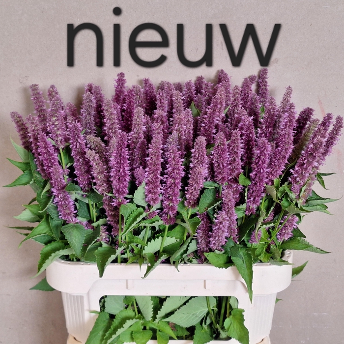 <h4>AGASTACHE OV</h4>