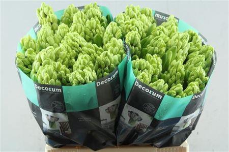 <h4>Hyac Sky Jacket (noort)</h4>