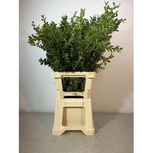 BUXUS SEMP PB