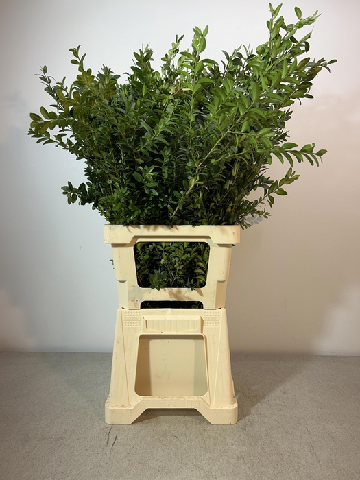 <h4>BUXUS SEMP PB</h4>