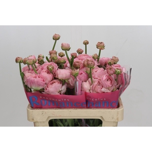 Ranunculus Romance Seine