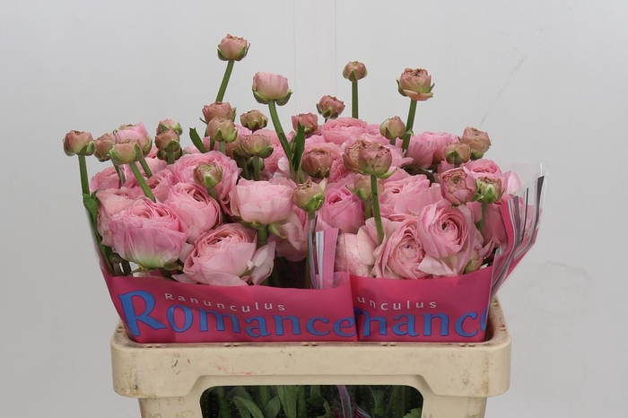 <h4>Ranunculus Romance Seine</h4>