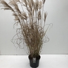 Miscanthus 'Ferner Osten' (10ltr)