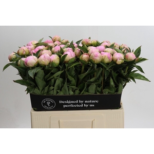 Paeonia Catharina Fontijn