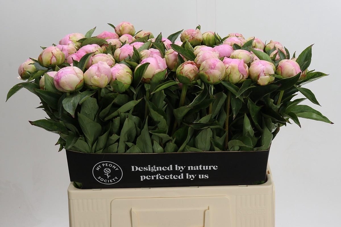 <h4>Paeonia Catharina Fontijn</h4>