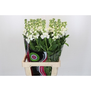 Matthiola Iron White