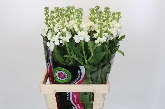 <h4>Matthiola Iron White</h4>