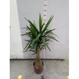 Yucca elephantipes ...