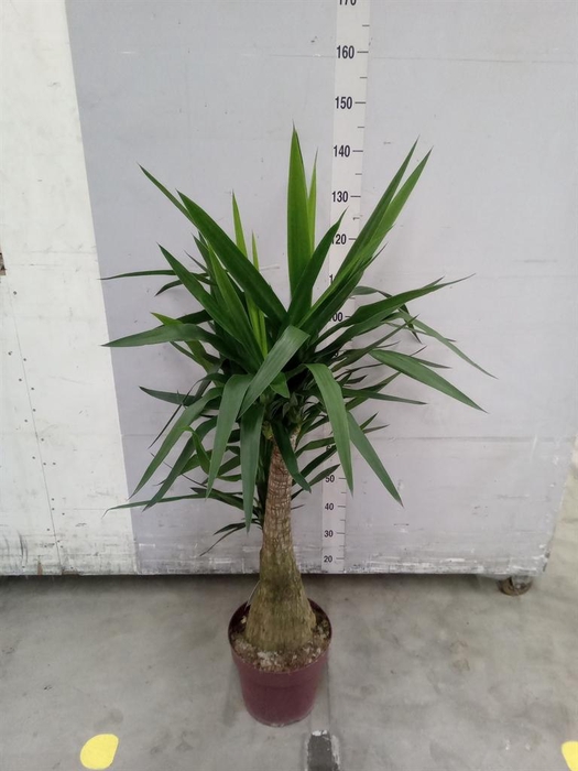 <h4>Yucca elephantipes   ...</h4>