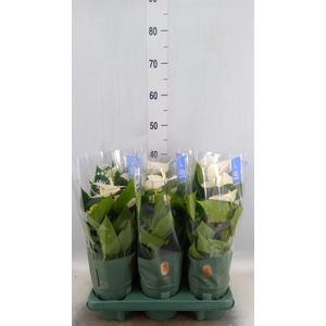 Anthurium  'Karma White'