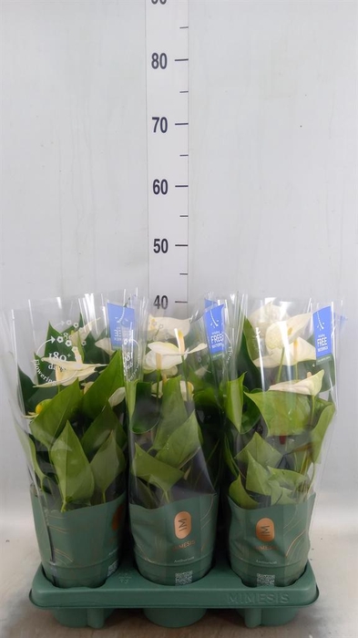 <h4>Anthurium 'Karma White'</h4>