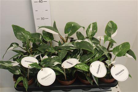 <h4>Philo White Princes</h4>