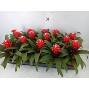 Guzmania  'Priscilla'