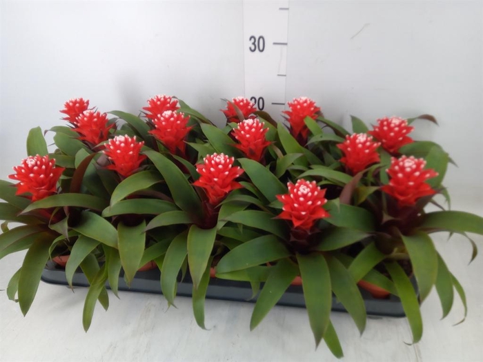 <h4>Guzmania  'Priscilla'</h4>