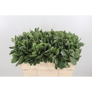 Pittosporum Ilan