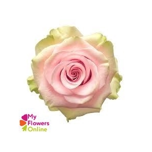 R Gr Absolute in Pink Pink 60cm EC
