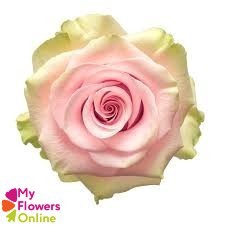 <h4>R Gr Absolute in Pink Pink 60cm EC</h4>
