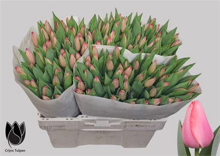 <h4>Tu En Barre Alta</h4>