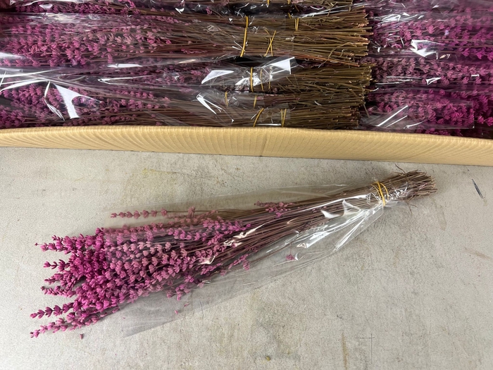<h4>PF Lavendel Pink</h4>