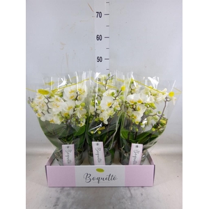 Phalaenopsis multi.   ...white