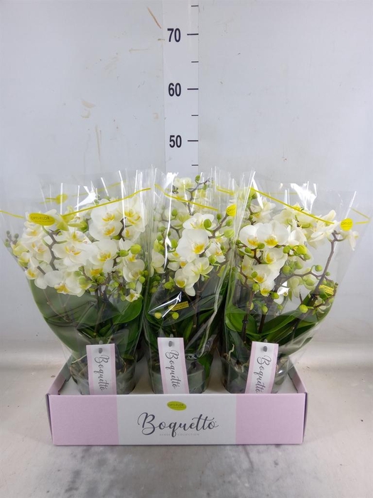 <h4>Phalaenopsis multi.   ...white</h4>