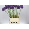 Allium Ambassador