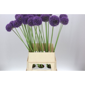 Allium Ambassador