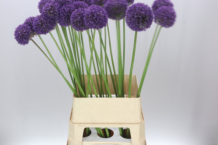 <h4>Allium Ambassador</h4>
