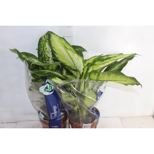 DIEFFENBACHIA VARIADO P17