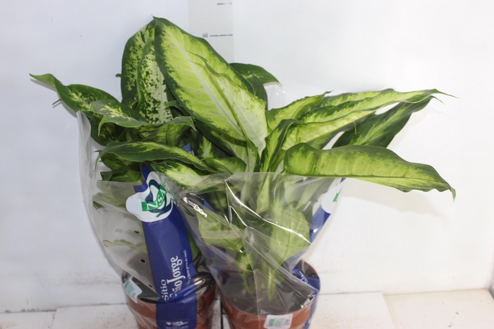 <h4>DIEFFENBACHIA VARIADO P17</h4>