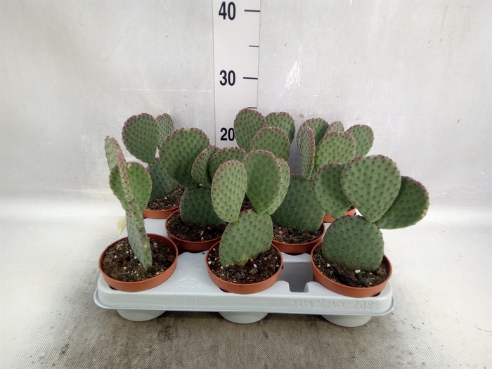 <h4>Opuntia microdasys</h4>