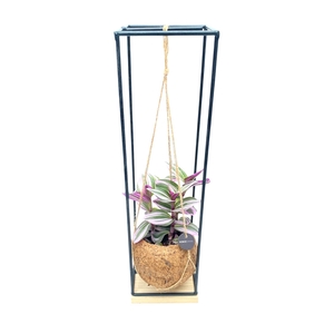 Kokodama 12 cm Hanging Industrial tradescantia