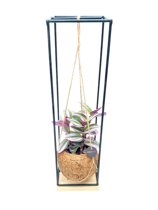 <h4>Kokodama 12 cm Hanging Industrial tradescantia</h4>