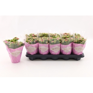 Kalanchoe Double, Le Chic Pink
