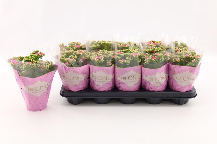 <h4>Kalanchoe Double, Le Chic Pink</h4>