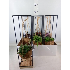 Planten Groen   ...mix  3