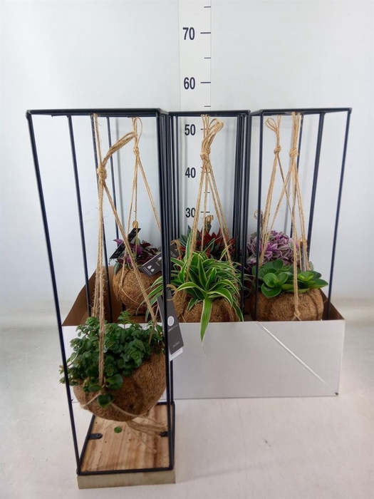 <h4>Planten Groen   ...mix  3</h4>