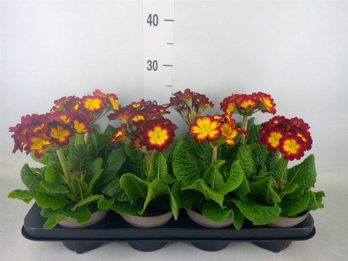 <h4>Primula elat.</h4>
