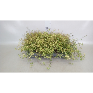 Muehlenbeckia com. 'Mao'ri'