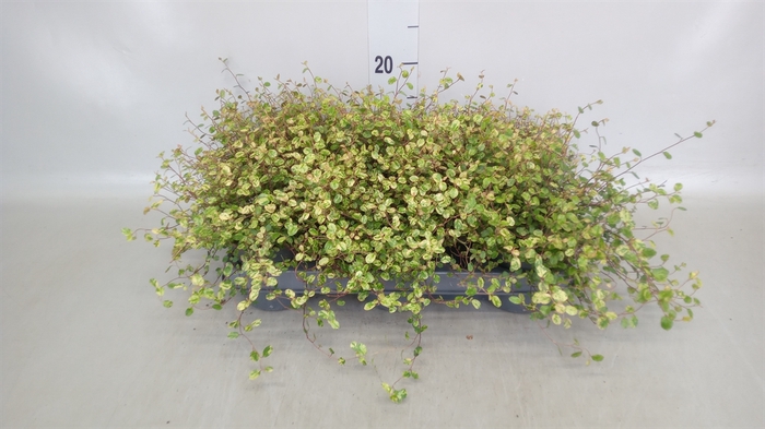 <h4>Muehlenbeckia com. 'Mao'ri'</h4>