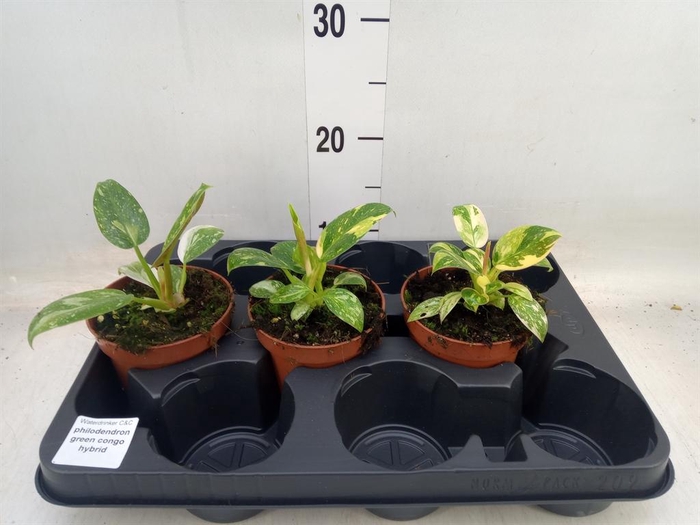 <h4>Philodendron   ...</h4>