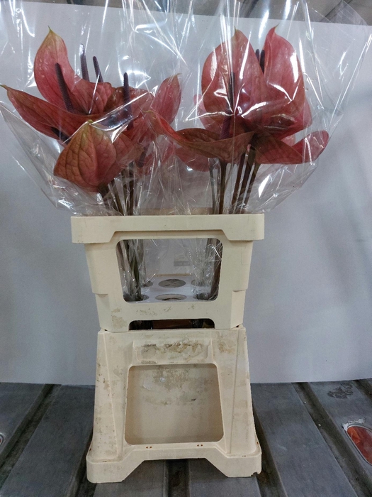 <h4>ANTH A CANTELLO 20 Water 4x5</h4>