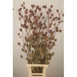 ZOETHOUT 110CM