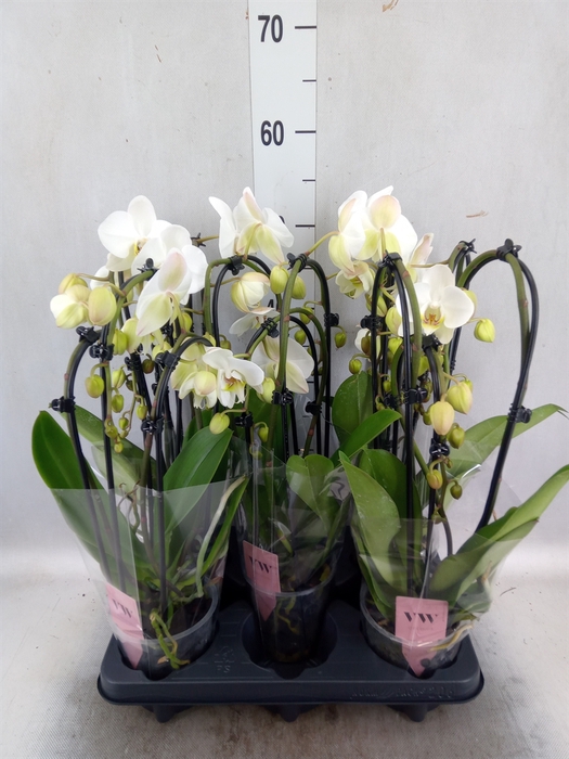 <h4>Phalaenopsis  'Elegant Cascade'</h4>