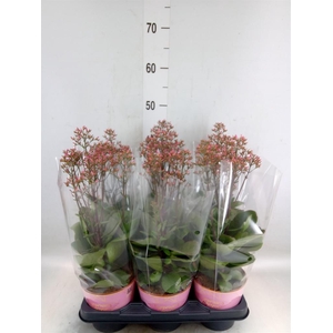 Kalanchoe  'WildFlow Surp Canyon'