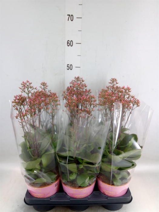 <h4>Kalanchoe  'WildFlow Surp Canyon'</h4>