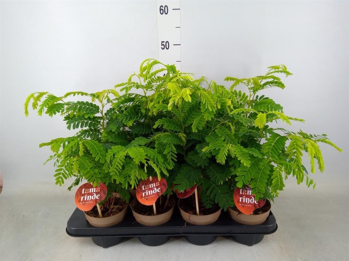 <h4>Tamarindus indica</h4>