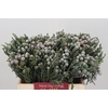 Kaaps Groen Silver Brunia