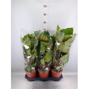 Homalomena rubescens 'Maggy'